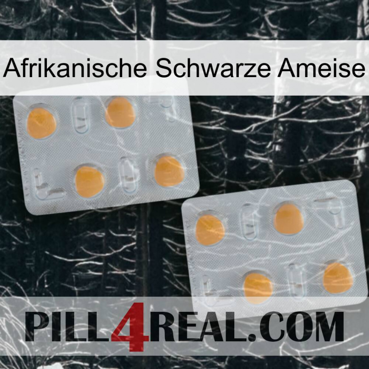 African Black Ant 25